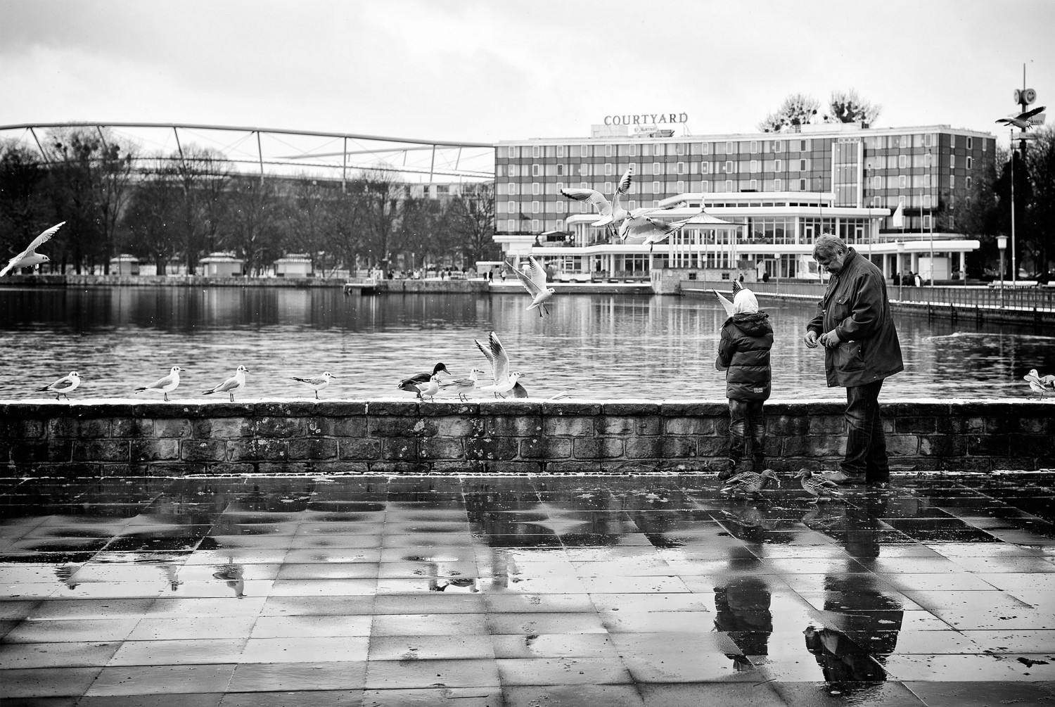 Feeding Gulls, Hanover, Germany